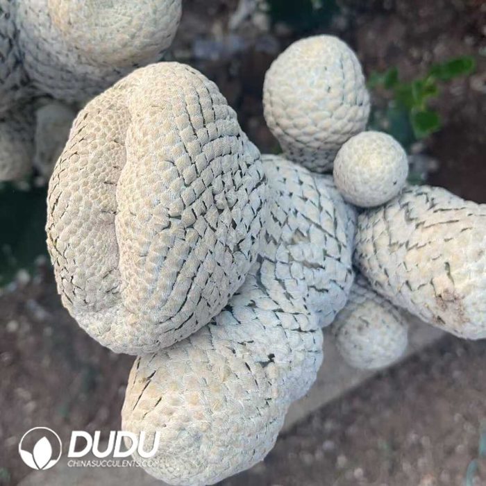 Euphorbia piscidermis Cristata Medium sticky wood - Image 3