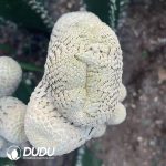 Euphorbia piscidermis Cristata Big sticky wood