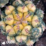 Coryphantha elephantidens Variegated Small sticky wood