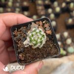 Cactus Mammillari Keshi pill