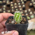 Cactus Mammillari Keshi pill - Image 2