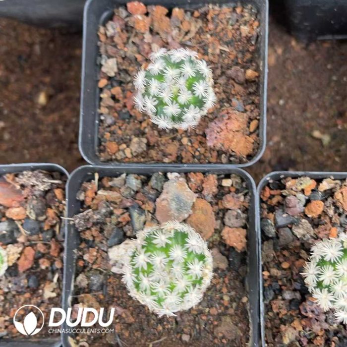 Cactus Mammillari Keshi pill - Image 3