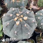 Cactus Mammillari - Image 2