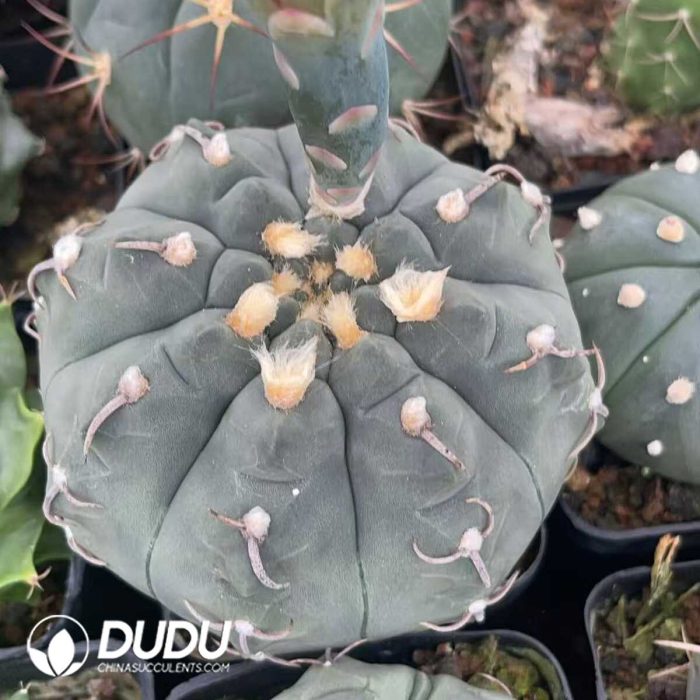 Cactus Mammillari - Image 2