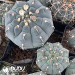 Cactus Mammillari - Image 3