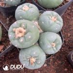 Cactus Mammillari Silver Crown Jade Clustering