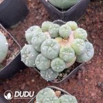 Cactus Mammillari Silver Crown Jade Clustering - Image 2