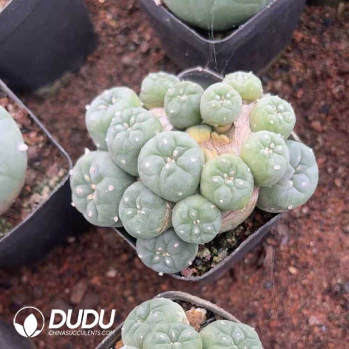 Cactus Mammillari Silver Crown Jade Clustering - Image 2