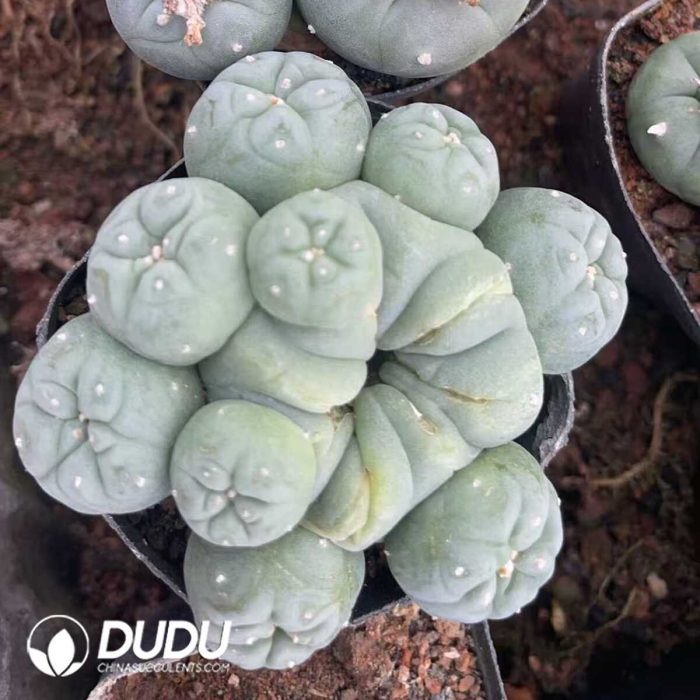 Cactus Mammillari Silver Crown Jade Clustering - Image 3