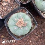 Cactus Mammillari Silver Crown Jade