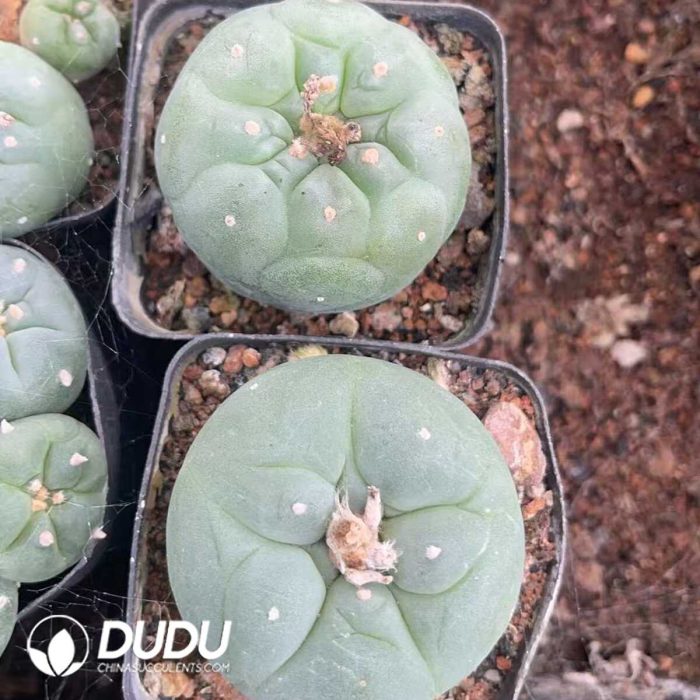 Cactus Mammillari Silver Crown Jade - Image 2