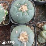 Cactus Mammillari Silver Crown Jade - Image 3