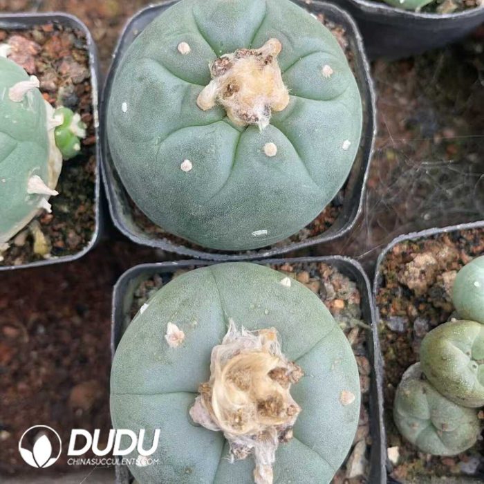 Cactus Mammillari Silver Crown Jade - Image 3