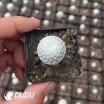 Cactus-Mammillaria herrerae