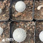 Cactus-Mammillaria herrerae - Image 3