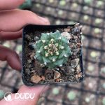 Cactus-Mammillaria Red flower
jiaoli