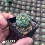 Cactus-Mammillaria Red flower
jiaoli - Image 2