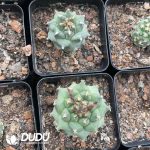 Cactus-Mammillaria Red flower
jiaoli - Image 3