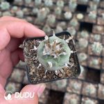 Cactus-Mammillaria Ordinary Jiaoli