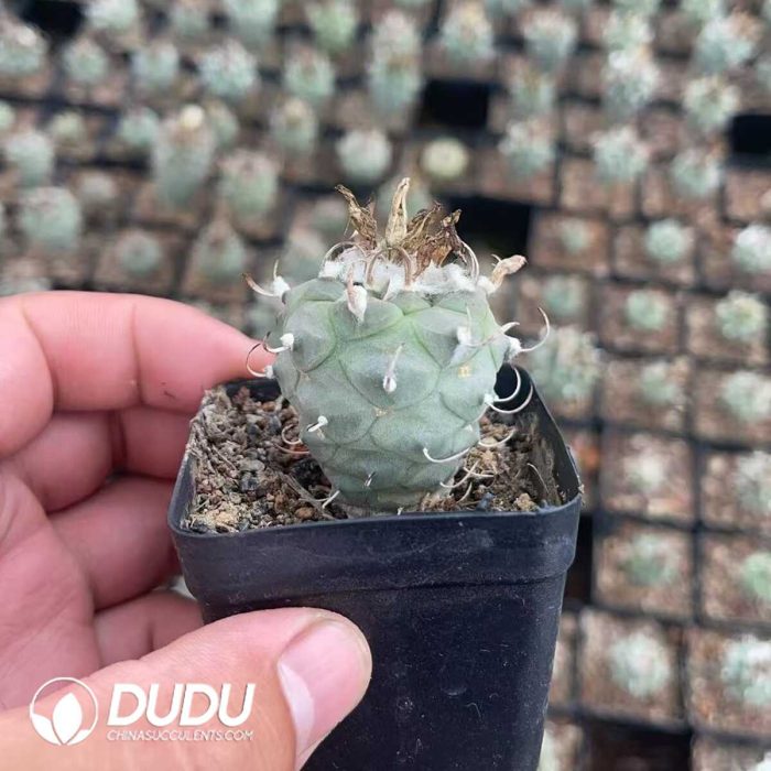 Cactus-Mammillaria Ordinary Jiaoli - Image 2