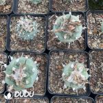 Cactus-Mammillaria Ordinary Jiaoli - Image 3