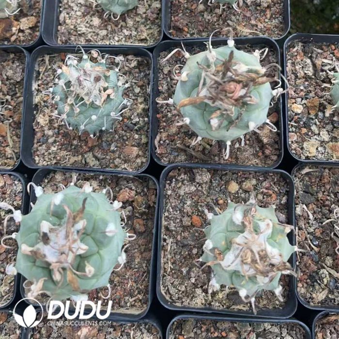 Cactus-Mammillaria Ordinary Jiaoli - Image 3