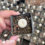 Cactus-Mammillaria The little man