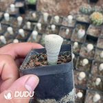 Cactus-Mammillaria The little man - Image 2