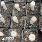 Cactus-Mammillaria The little man - Image 3