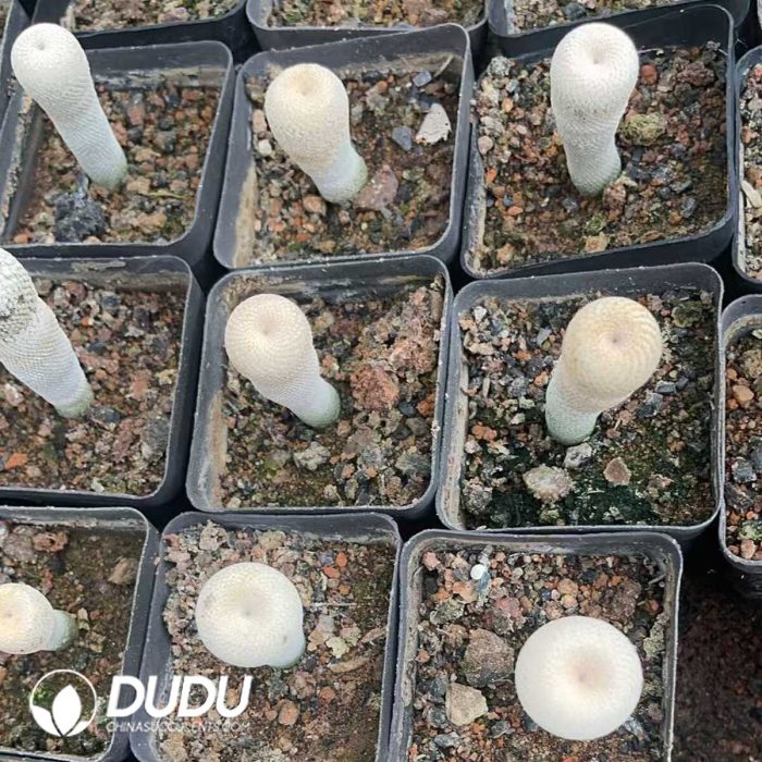 Cactus-Mammillaria The little man - Image 3