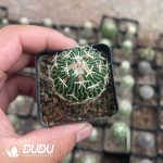 Cactus-Mammillaria  Tachiarashi