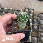 Cactus-Mammillaria  Tachiarashi - Image 2