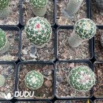Cactus-Mammillaria  Tachiarashi - Image 3