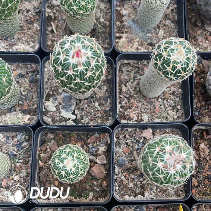 Cactus-Mammillaria  Tachiarashi - Image 3