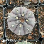 Cactus-Mammillaria Long thorn lead