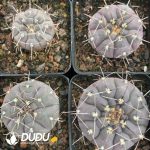 Cactus-Mammillaria Long thorn lead - Image 3