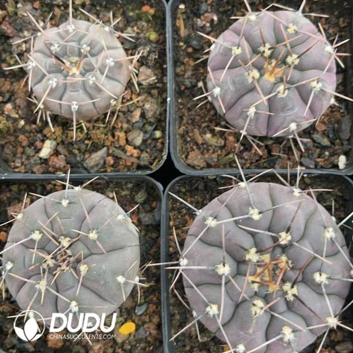 Cactus-Mammillaria Long thorn lead - Image 3