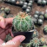 Cactus-Mammillaria Round jade（Gold thorn） - Image 2