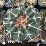 Cactus-Mammillaria Round jade（Black thorn）