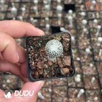 Tubinicarpus pseudopectinatus