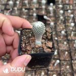 Tubinicarpus pseudopectinatus - Image 2