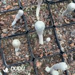 Tubinicarpus pseudopectinatus - Image 3