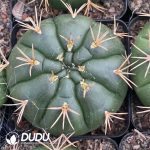 Gymnocalycium Eurypleurum