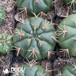 Gymnocalycium Eurypleurum - Image 2