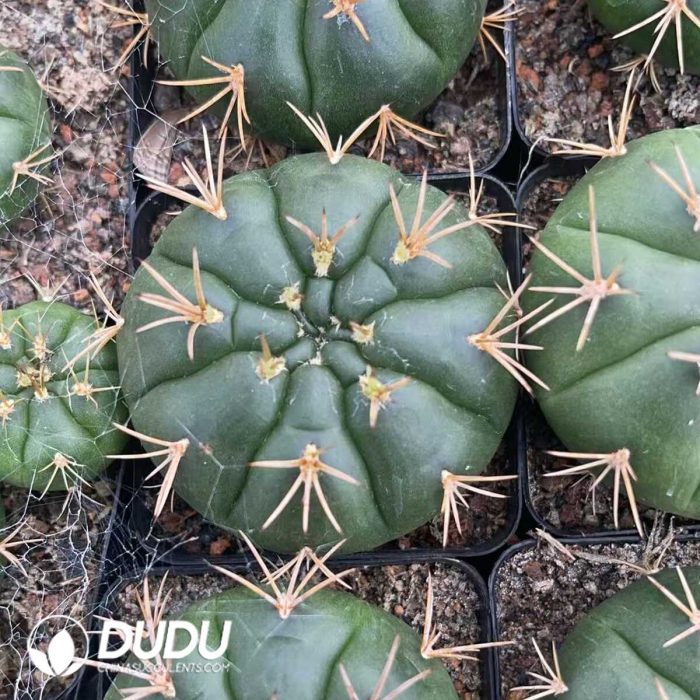 Gymnocalycium Eurypleurum - Image 2