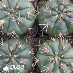 Gymnocalycium Eurypleurum - Image 3