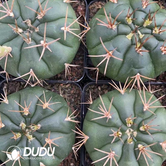 Gymnocalycium Eurypleurum - Image 3