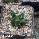 Ariocarpus fissuratus cv. Godzilla