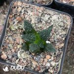 Ariocarpus fissuratus cv. Godzilla - Image 2