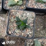 Ariocarpus fissuratus cv. Godzilla - Image 3